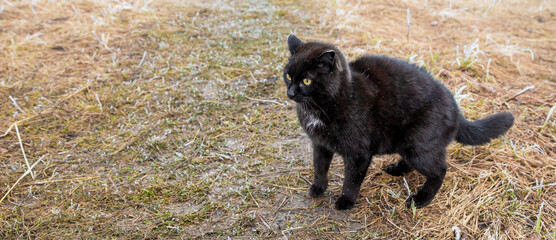 A black cat is walking along the road in the fog. Cat crosses the road.