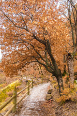 Beautiful autumn mountain landscape. Large old oak tree with dry orange leaves. empty narrow road on edge of cliff. Low wooden fence covered moss. nasty day. Fall backdrop. Selective focus, copy space
