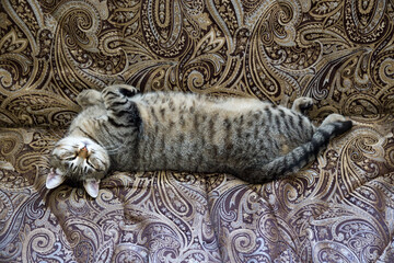 On the sofa lies a brown tabby cat on its back. Beautiful domestic cat.