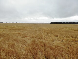 field of wheat