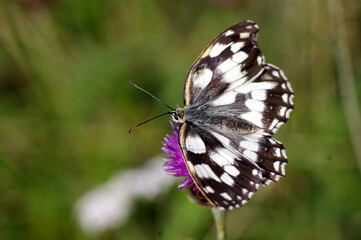 papillon Melania galathea