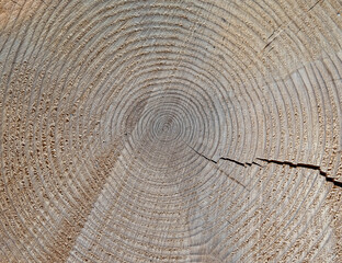 Naklejka premium tree trunk cut top view closeup, natural pattern background