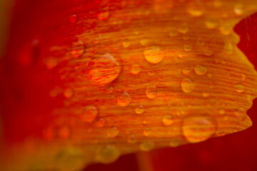 Blurred view of red yellow tulip with water drops. Defocussed orange natural Background. Selective focus.