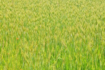 Wheat field in spring.  Green spikelets grow in an agricultural field. Nature background, soft focus 