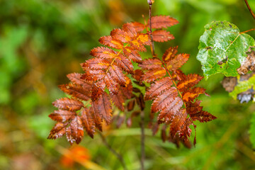 Autumnal plants in the forest in beautiful colors