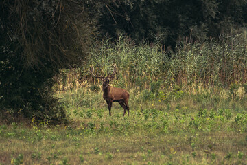 Naklejka na ściany i meble Red deer stag roaring during rutting season in autumn.