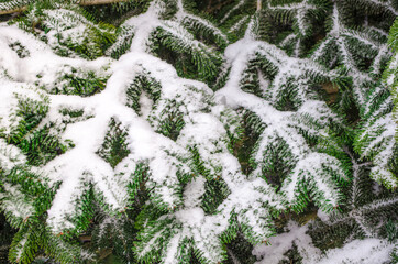 Green spruce branches covered with snow. Close-up. Snow-covered coniferous forest. Selective focus, copy space. Winter botanical background. Merry christmas and happy new year concept.
