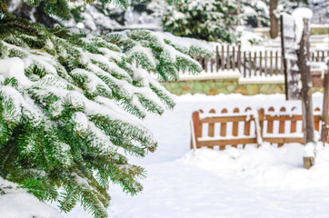 Green spruce branches covered with snow. Close-up. Snow-covered coniferous forest. Selective focus, copy space. Winter botanical background. Merry christmas and happy new year concept.