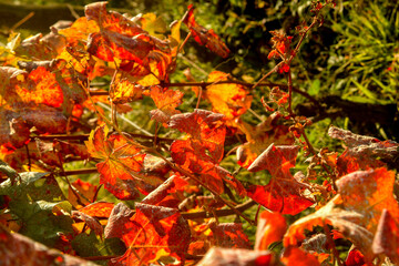 autumn red vine leaves crumpled on the branches