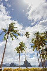 Palm trees with wind on the tropical beach, vertical. Exotic resort. Tropical nature. Idyllic asian landscape. Coconut trees on the coastline with island on background. Cloudy day in paradise. 