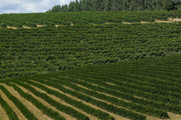 Farm coffee plantation in Brazil