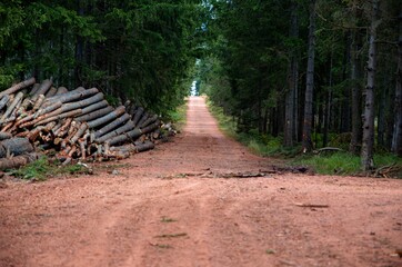 the path in the forest