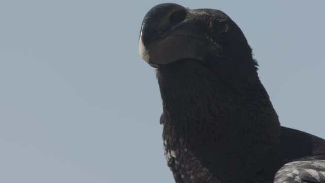 Close-up of Thick-Billed Raven bird cawing, Ethiopia