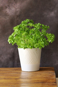 A  parsley plant in a white ceramic vase on an oak table top with a dark background