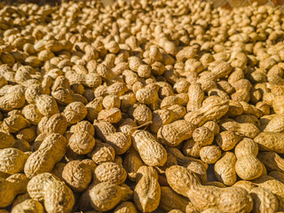 Large quantity of peanuts in pod, freshly harvested, dried in the sun. Ready to toast and select....