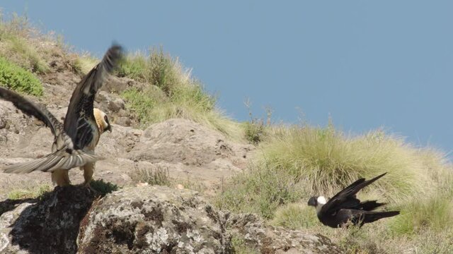 Bearded vulture stealing bone from Thick-Billed Raven, Ethiopia