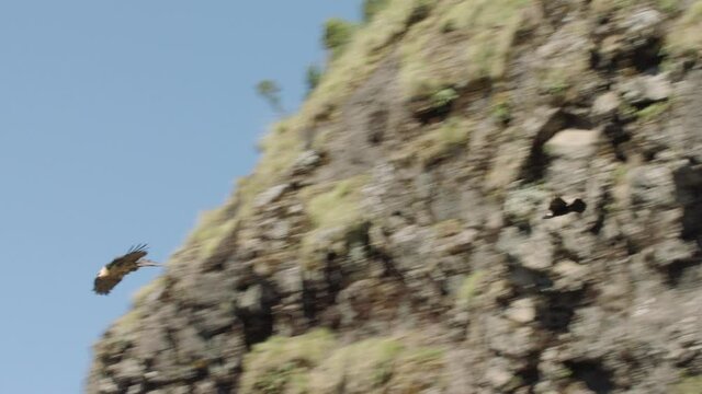 Thick-Billed Raven chasing Bearded vulture, Ethiopia