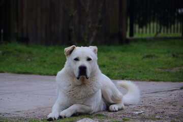 perro blanco mascota