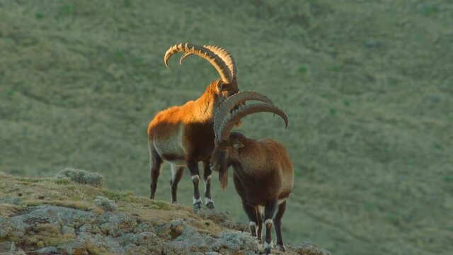 Ethiopian goats on rocks with one shaking itself, Ethiopia