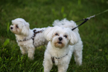A Two dogs on a leash.