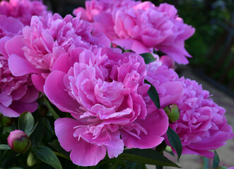 Beautiful pink peonies blooming in the garden. Peony flowers close-up.