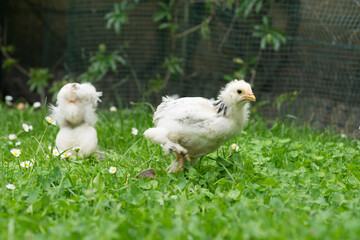 Two young fluffy Easter Baby Chickens walking on the grass in the garden