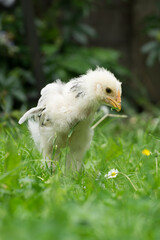 One young fluffy Easter Baby Chicken walking on the grass in the garden