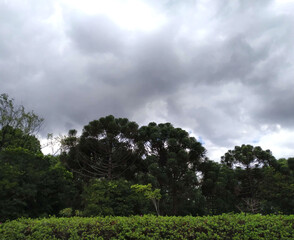 clouds over the forest