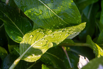Hojas con gotas de agua