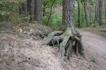 A huge root of a large tree in the forest.