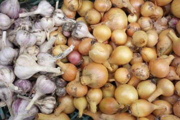 Golden onion and garlic in the garden, harvest
