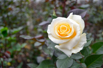 detalle de rosa blanca en un cultivo