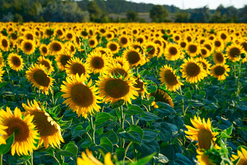 sunflower - bright field with yellow flowers, beautiful summer landscape in sunset