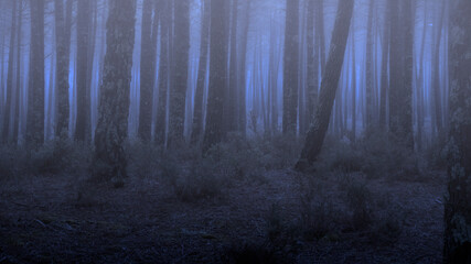 Foggy forest at dusk