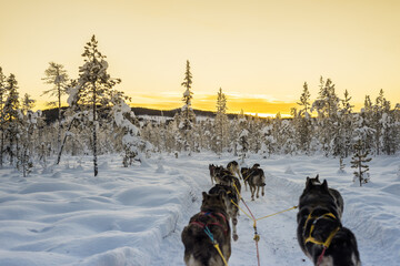 Dogsled in a beautiful landscape at dawn in Swedish Lapland