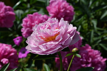 Beautiful pink peonies blooming in the garden. Peony flowers close-up.