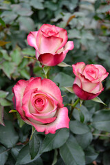 rosas blancas con morado