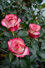 rosas de exposición 