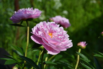 Beautiful pink peonies blooming in the garden. Peony flowers close-up.