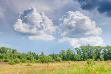 Fototapeta na wymiar Blooming field in central Russia and incredibly beautiful clouds in the sky. Pskov region