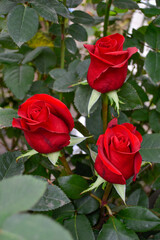 rosas rojas