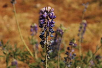 Acercamiento a una flor de lavanda 