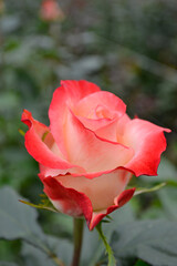 rosa blanca con rojo