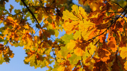 oak branches in autumn. bright foliage in the sun. autumn landscape