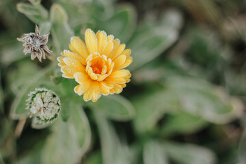 the marigold flower in the garden was covered with frost