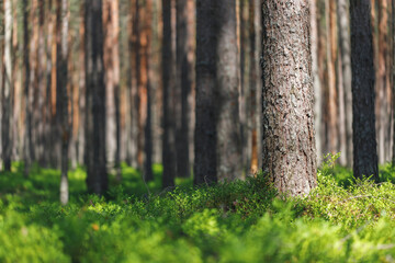 Background pine forest with green lush blueberry grass. Focus in foreground, blurred background. © Mikhail