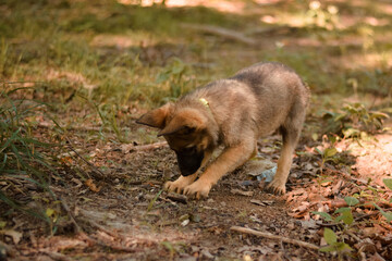 Cute puppy playing with stick. German shepherd, belgian malinois, mix breed