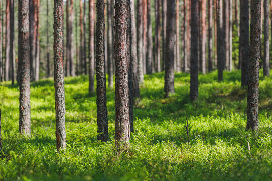 Background pine forest with green lush blueberry grass. Focus in foreground, blurred background.