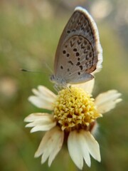 butterfly on flower
