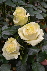 rosas amarillo con blanco 2